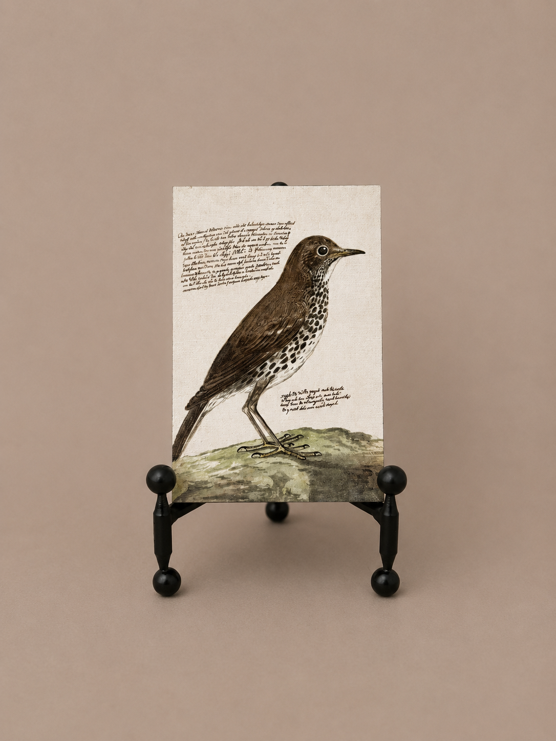Bird 4X6