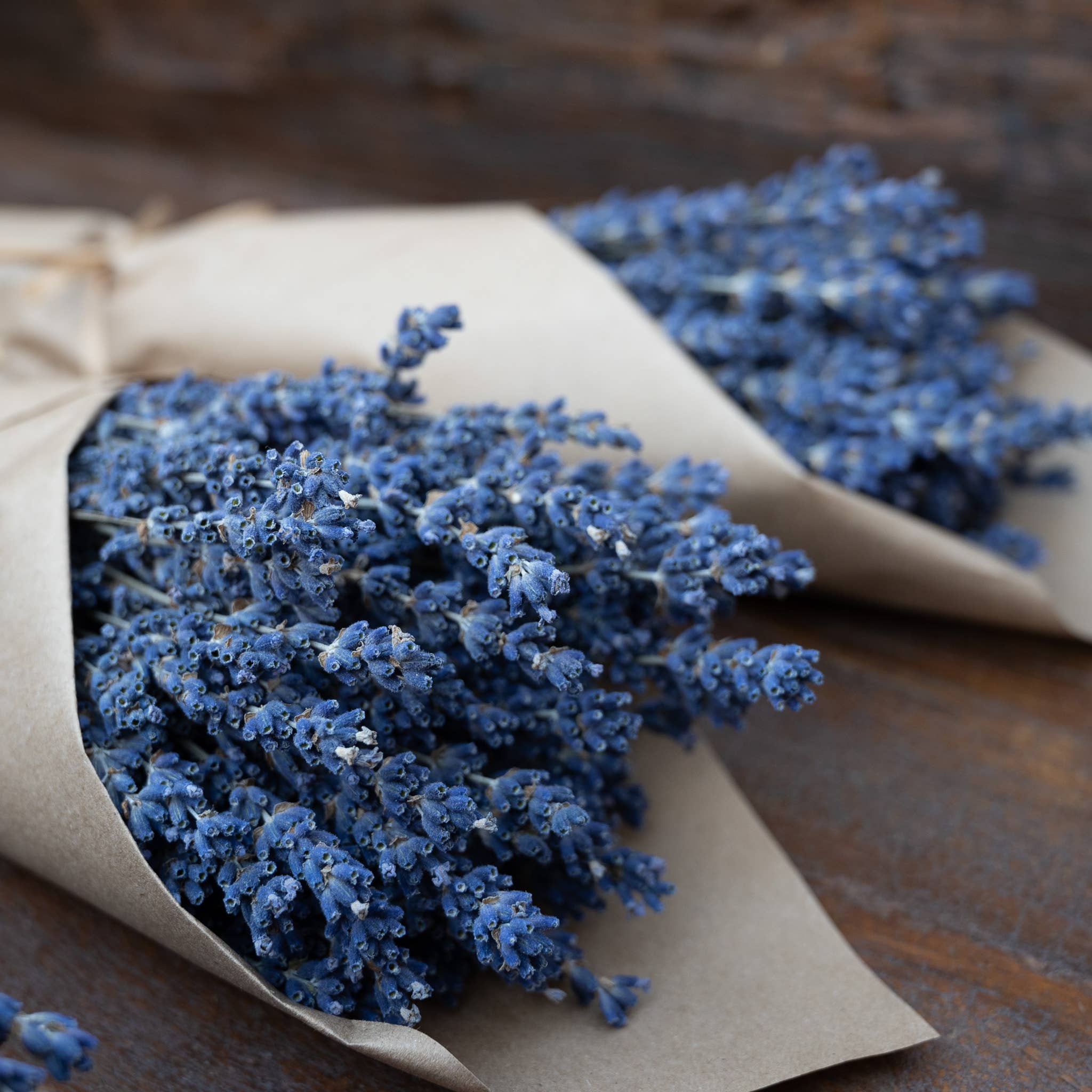 French Lavender