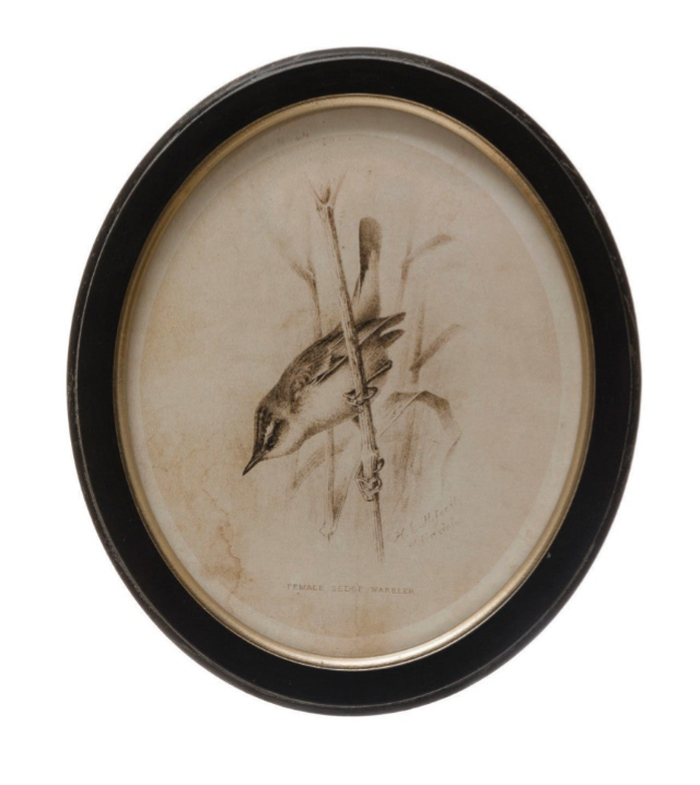 Framed Bird Print