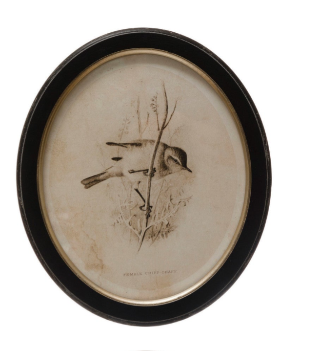 Framed Bird Print