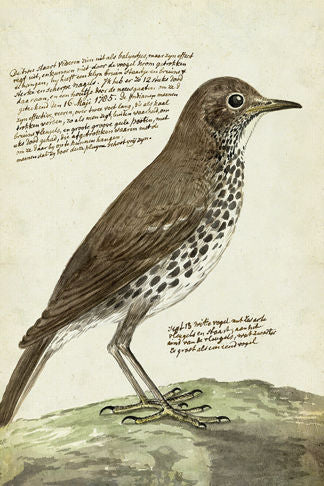 Bird 4X6