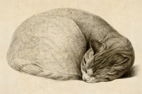 Sleeping Cat 5X7