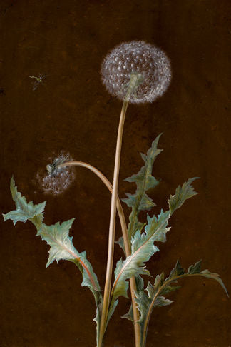 Dandelion 4X6