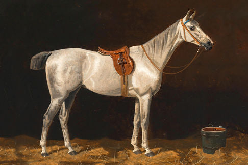 Horse White 6X9