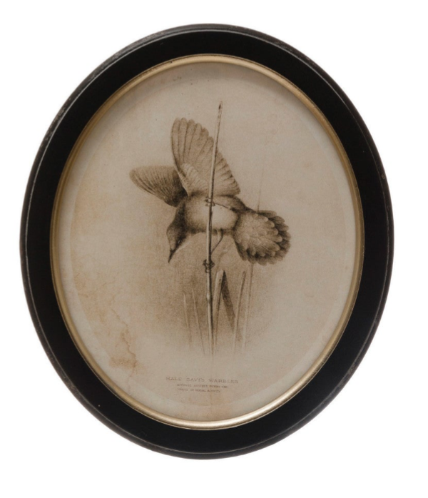 Framed Bird Print