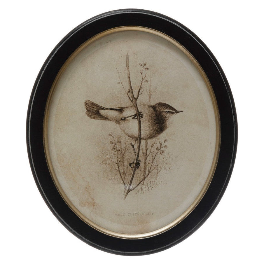 Framed Wall Decor with Bird Print, 4 Styles